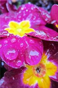 Primrose Flowers Covered in Rain Drops Journal