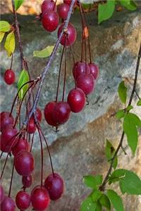 2019 Weekly Planner Autumn Tree Plump Red Berries 134 Pages