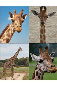 Giraffe Picture Notebook Journal 150 Page College Ruled Pages 8.5 X 11