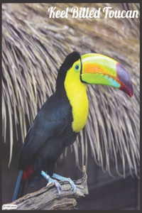 Keel Billed Toucan 2021 Wall Calendar