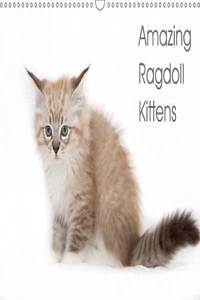 Amazing Ragdoll Kittens 2017