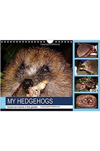 My Hedgehogs - Nocturnal Visitors in the Garden 2017
