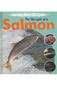 The Life Cycle of a Salmon