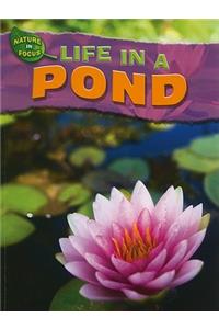 Life in a Pond