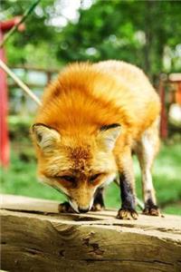 MindBlowing Cut Animal Fox Journal 2