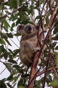 Queensland Koala Journal