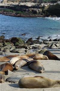 Happy Sea Lions Basking in the Sun on a Sand Bar Journal
