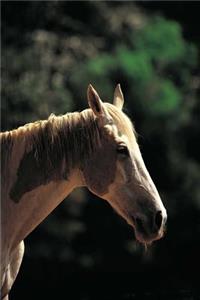 Equine Journal Old Pinto