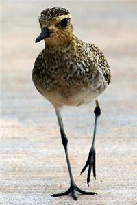 Pacific Plover Bird Strolling on the Beach Journal