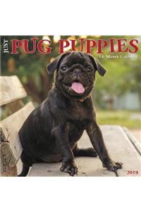 Just Pug Puppies 2019 Calendar