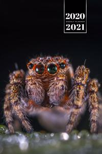 Spider Insect Week Planner Weekly Organizer Calendar 2020 / 2021 - Big Eyes