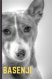 basenji