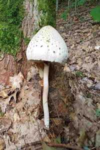 2020 Weekly Planner Forest Mushroom Tree Base 134 Pages