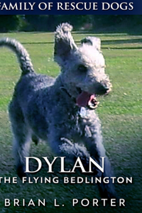 Dylan - The Flying Bedlington