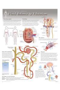 Fluid Balance & Filtration Wall Chart