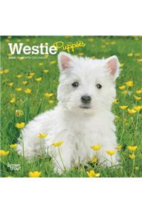 WEST HIGHLAND WHITE TERRIER PUPPIES 2020