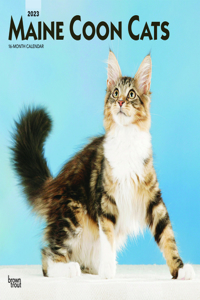 Maine Coon Cats 2023 Square