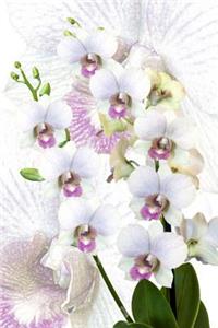 Orchid Journal