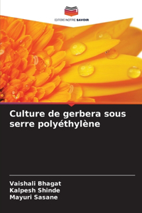 Culture de gerbera sous serre polyéthylène