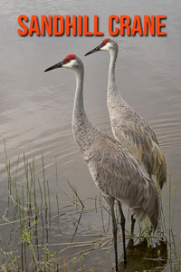 Sandhill Crane: Fun Facts & Cool Pictures