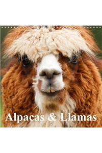 Alpacas & Llamas 2018
