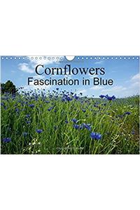 Cornflowers Fascination in Blue 2018