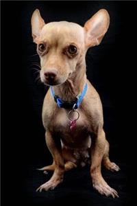 The Chihuahua Dog Journal