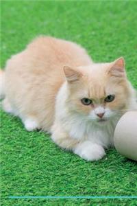 Munchkin Cat Affirmations Workbook Munchkin Cat Presents