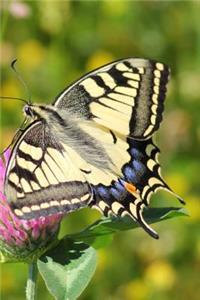 Swallowtail Butterfly Journal