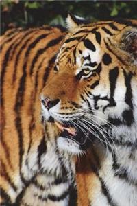 Tiger Portrait Journal: 150 Page Lined Notebook/Diary