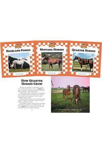 Horses Set 2 (Set)