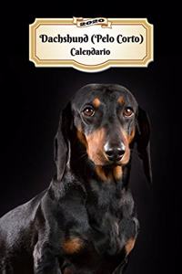 2020 Dachshund (Pelo Corto) Calendario