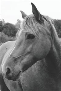 Wild Horse in Pasture Personal Planner