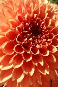 Brilliant Orange Dahlia Flower Bloom Journal