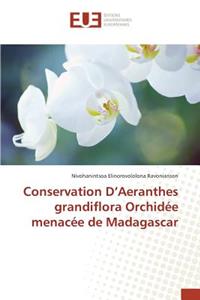 Conservation d'Aeranthes Grandiflora Orchidée Menacée de Madagascar