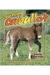 ¿Qué Es Un Caballo? (What Is a Horse?)