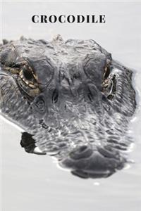 Crocodile