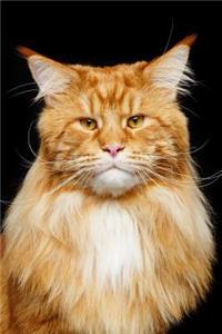 Maine Coon