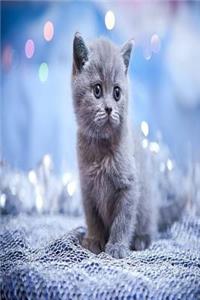 My Cat Diary