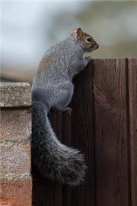 Gray Squirrel Looking Over the Fence Animal Journal