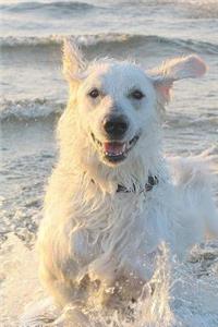 The Kuvasz Dog Journal
