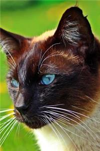 The Siamese Cat Journal