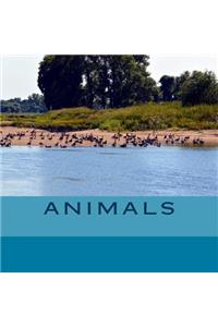 Animals 1