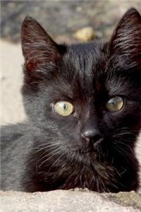 Sweet Little Black Kitten Peeking Around the Wall Journal