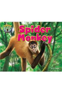 Spider Monkey