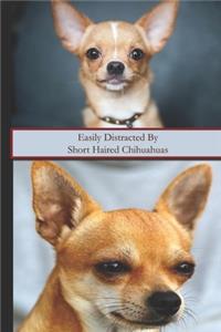 Easily Distracted By Short Haired Chihuahuas