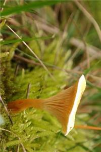 False Chanterelle Mushroom Journal