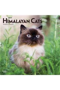 Himalayan Cats 2019 Square Wall Calendar