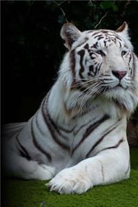 White Bengal Tiger Journal: Lined Notebook Diary - 150 Pages