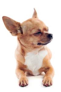 Chihuahua March Notebook & Journal. Productivity Work Planner & Idea Notepad